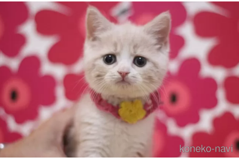 成約済の東京都のスコティッシュフォールド-101310の4枚目